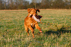 retrieving Toller