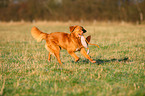 retrieving Toller