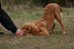 young toller