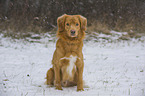 sitting Toller