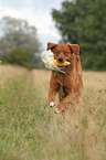 retrieving Toller