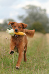 retrieving Toller