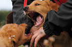 Toller puppies