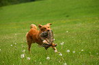 retrieving Toller