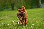 retrieving Toller