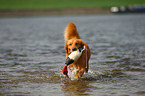 retrieving Toller