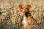 Nova Scotia Duck Tolling Retriever Portrait