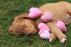 Toller puppy