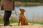 sitting Toller