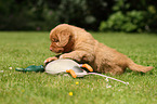 Toller puppy