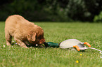 Toller puppy