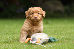 Toller puppy