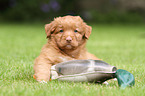 Toller puppy