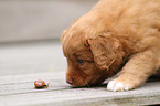 Toller puppy