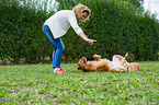 Nova Scotia Duck Tolling Retriever shows trick