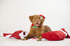 Nova Scotia Duck Tolling Retriever at christmas