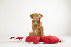 Nova Scotia Duck Tolling Retriever at christmas