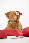 Nova Scotia Duck Tolling Retriever at christmas