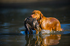 retrieving Nova Scotia Duck Tolling Retriever