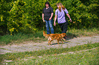 Nova Scotia Duck Tolling Retriever at character testing