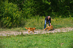 Nova Scotia Duck Tolling Retriever at character testing