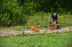 Nova Scotia Duck Tolling Retriever at character testing