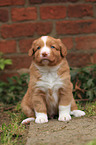 Nova Scotia Duck Tolling Retriever Puppy