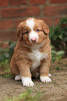 Nova Scotia Duck Tolling Retriever Puppy