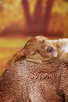 sleeping Nova Scotia Duck Tolling Retriever Puppy