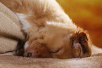 sleeping Nova Scotia Duck Tolling Retriever Puppy