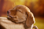 sleeping Nova Scotia Duck Tolling Retriever Puppy