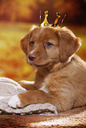 Nova Scotia Duck Tolling Retriever Puppy