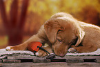 Nova Scotia Duck Tolling Retriever Puppy