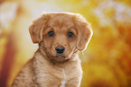 Nova Scotia Duck Tolling Retriever Puppy