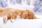 sleeping Nova Scotia Duck Tolling Retriever Puppy