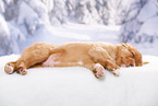 sleeping Nova Scotia Duck Tolling Retriever Puppy