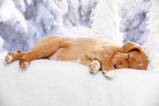 sleeping Nova Scotia Duck Tolling Retriever Puppy