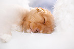 sleeping Nova Scotia Duck Tolling Retriever Puppy