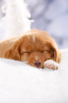 sleeping Nova Scotia Duck Tolling Retriever Puppy