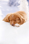 sleeping Nova Scotia Duck Tolling Retriever Puppy