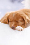 sleeping Nova Scotia Duck Tolling Retriever Puppy