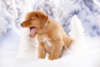 Nova Scotia Duck Tolling Retriever Puppy