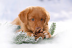 Nova Scotia Duck Tolling Retriever Puppy