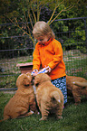 Nova Scotia Duck Tolling Retriever Puppies