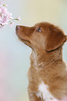 young Nova Scotia Duck Tolling Retriever