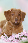 young Nova Scotia Duck Tolling Retriever