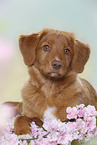 young Nova Scotia Duck Tolling Retriever