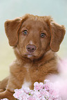 young Nova Scotia Duck Tolling Retriever