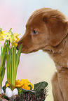 young Nova Scotia Duck Tolling Retriever