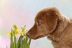 young Nova Scotia Duck Tolling Retriever